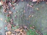 image of grave number 761674